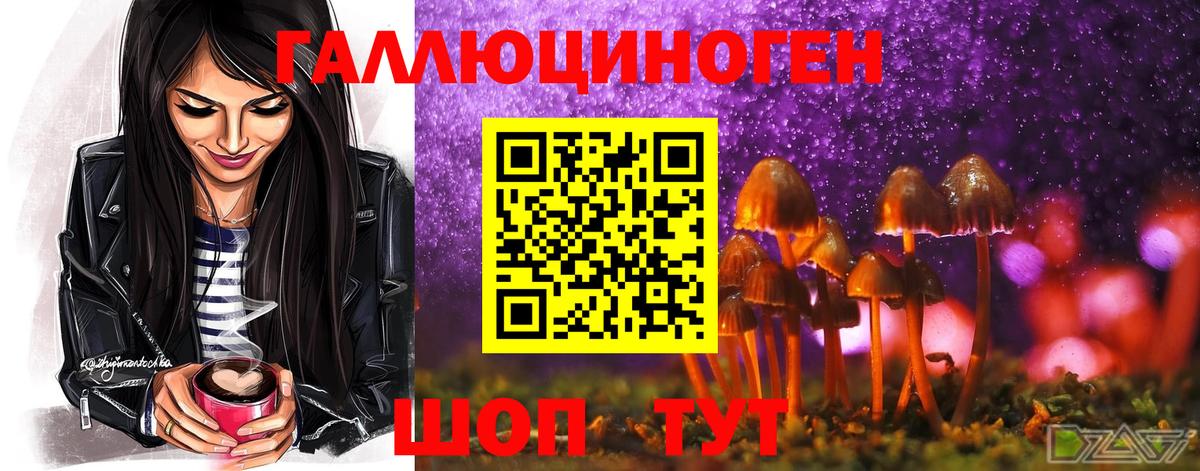 Псилоцибиновые грибы Psilocybine cubensis Гусиноозёрск